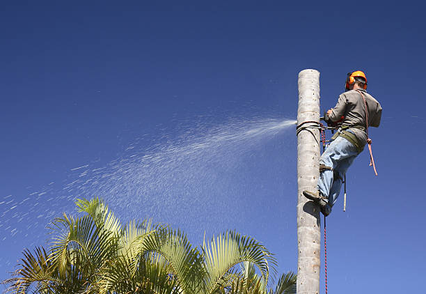 Best Tree Trimming and Pruning  in Homeacre Lyndora, PA